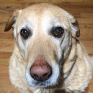 Meet your Posher, Matt